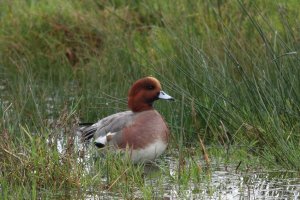 Wigeon