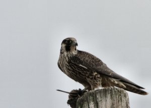 Peregrine falcon