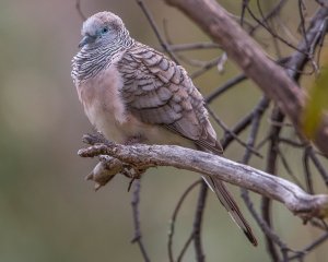 Peaceful Dove