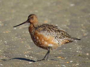 Bar-Tailed Godwit