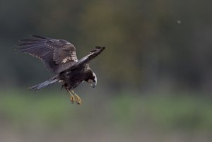 Marsh Harrier Hunting