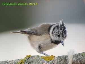 Crested tit at home