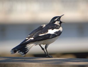 Magpie-lark