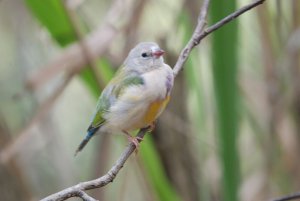 Gouldian Finch