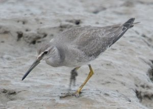 Grey-tailed Tattler