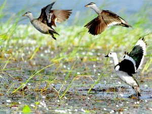 COTTON PYGMY GOOSE/COTTON TEAL