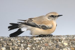 Desert Wheatear