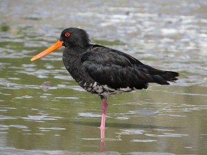 Variable Oystercatcher