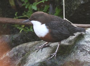 Dipper