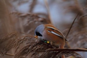 Bearded Tit.