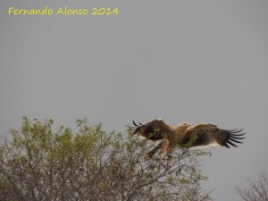 Young Spanish imperial eagle