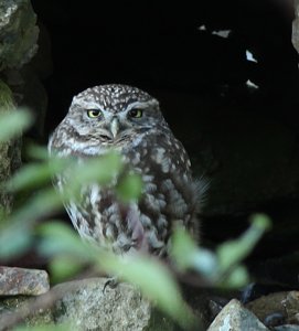 Little Owl