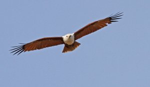 Brahminy Kite