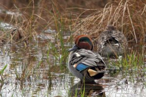 Teal  (male)