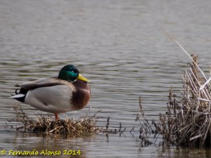 Sleepy duck