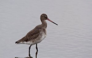 Black-tailed Godwit.