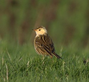 Meadow Pipit