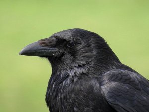 Crow