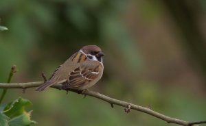 Tree Sparrow