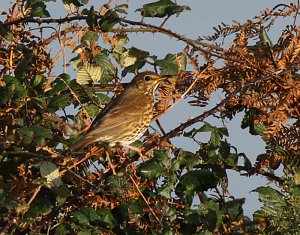 Song Thrush