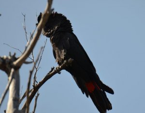 Red-tailed Black Cockatoo