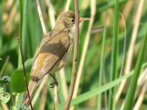 Reed warbler