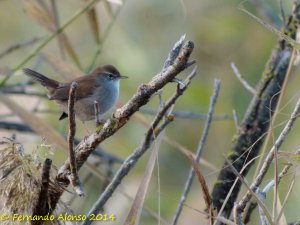 Cetti's warbler