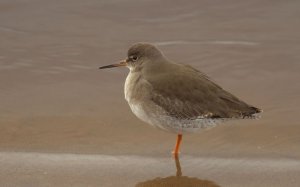 Redshank