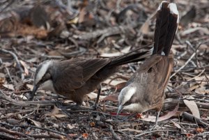 Grey Crowned Babbler