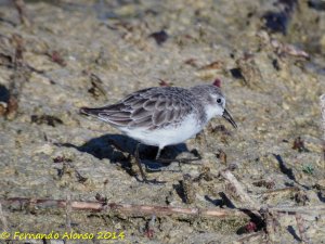 Little stint