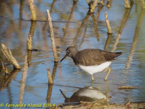 Green sandpiper