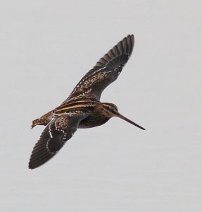 Snipe