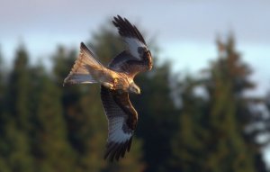 Red Kite