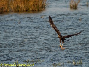 Marsh harrier with something edible?