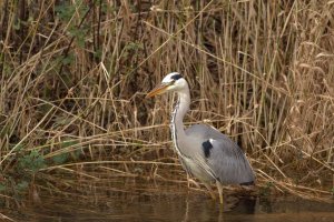 Grey Heron