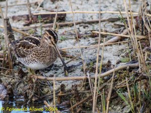 Common snipe