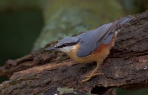 Nuthatch (male)