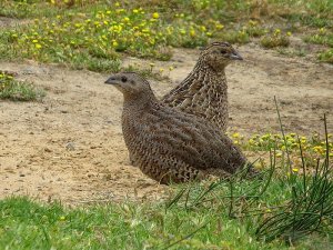 Brown Quail