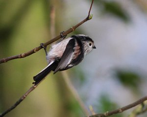 Long-tailed Tit