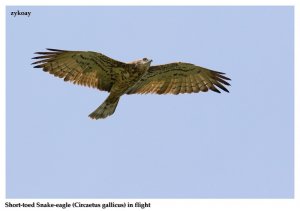 Short-toed Snake-eagle (Circaetus gallicus)