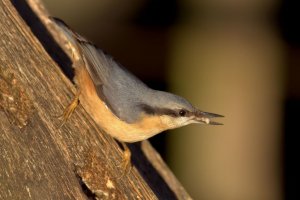 Nuthatch  (female)