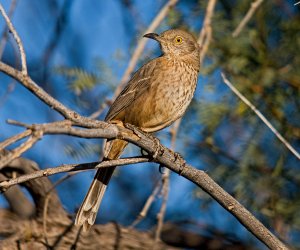 Bendire's Thrasher