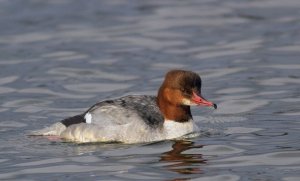 Goosander  (f)