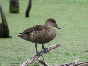 Grey Teal