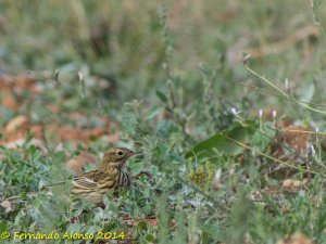 Meadow pipit