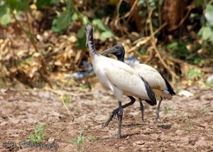 African Sacred Ibis (Threskiornis aethiopicus)