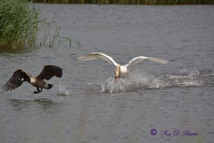 Swan Chasing Canada Goose
