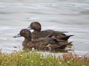 Brown Teal