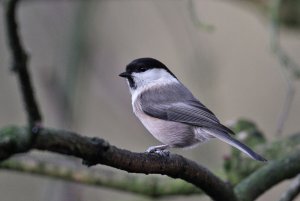 Willow Tit