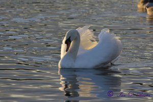 Swan Basking